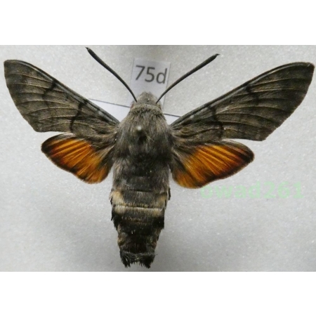 Macroglossum stellatarum (Linnaeus, 1758) ex. ovo Poland75d